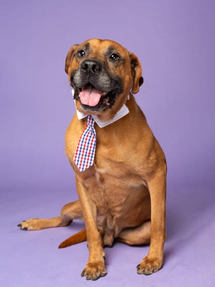 Photo of Dobster, adoptable senior dog in Atlanta, Georgia