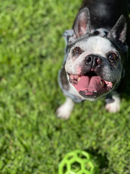 Dallas, adoptable senior Boston Terrier in Plano, TX
