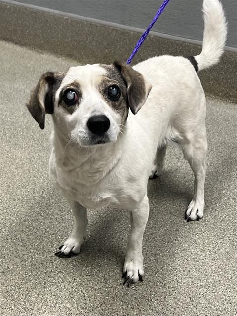 Photo of Cookie, adoptable senior Dachshund in Las Vegas, Nevada