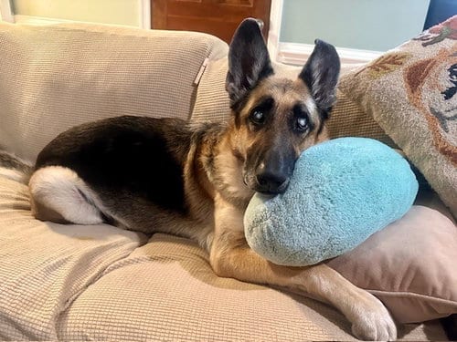 Photo of Orry, adoptable senior Shepherd in Raleigh, North Carolina