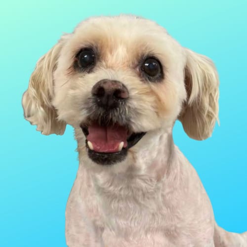 Photo of Carson, adoptable senior West Highland White Terrier Westie in Normal, Illinois