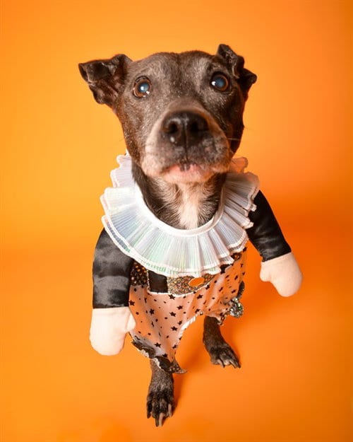 Photo of Polo, adoptable senior Chihuahua in Fort Lauderdale, Florida