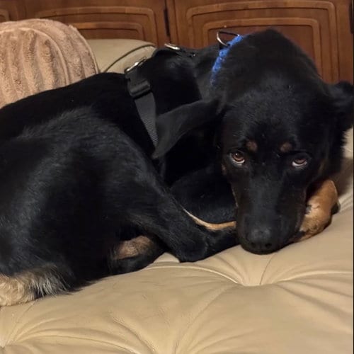 Photo of Aureana, adoptable senior Doberman Pinscher in Dallas, Texas