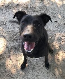 MJ, adoptable senior Shepherd in Gun Barrel City, TX