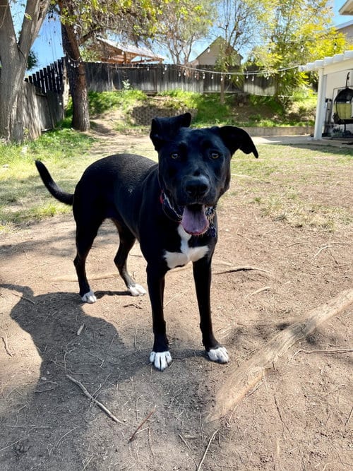 Bluebell, adoptable senior German Shepherd Dog in Escondido, CA