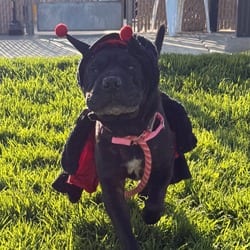 Photo of Xena, adoptable senior Shar Pei in Santa Maria, California