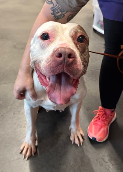 Photo of Miss Lyle, adoptable senior dog in Atlanta, Georgia