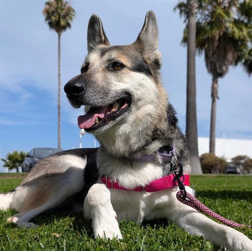 Photo of Mahea, adoptable senior German Shepherd Dog in Alameda, California