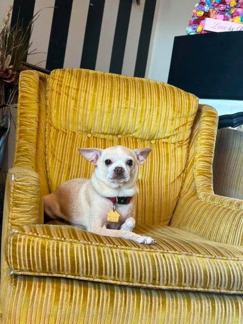 Photo of Bella, adoptable senior Chihuahua in Visalia, California