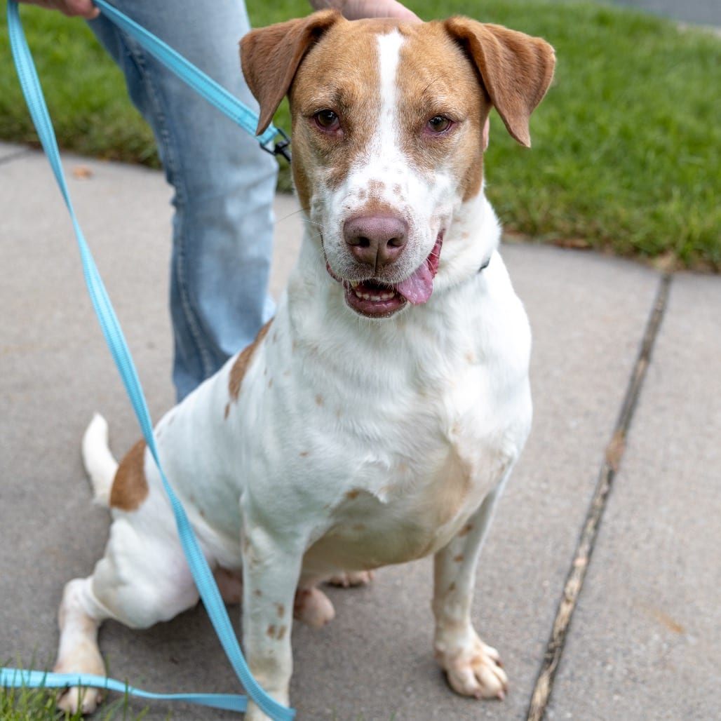 Photo of Chandler, adoptable senior Mixed Breed (Medium) in Buffalo, Minnesota