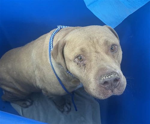 Photo of Cane, adoptable senior American Pit Bull Terrier in Dallas, Texas