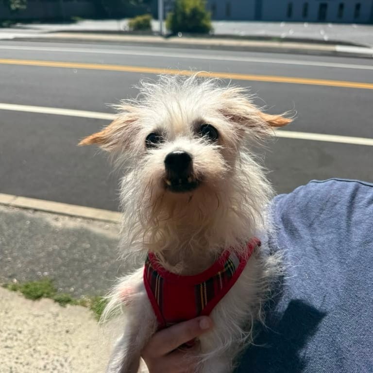 Photo of Caramel, adoptable senior Mixed Breed (Small) / Mixed Breed (Small) in Patchogue, New York