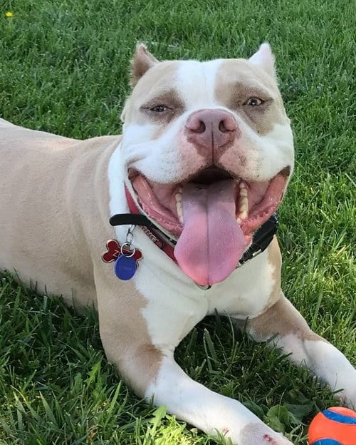 Zeus, adoptable senior American Staffordshire Terrier in San Diego, CA