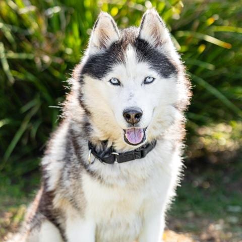 Photo of Aussie, adoptable senior Siberian Husky in Camarillo, California