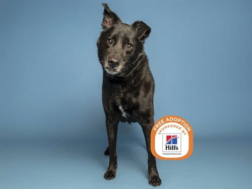 Photo of Chowder, adoptable senior Labrador Retriever in Phoenix, Arizona