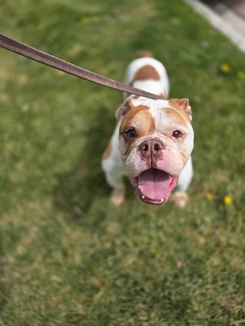 Photo of Earl, adoptable senior English Bulldog in Ogden, Utah