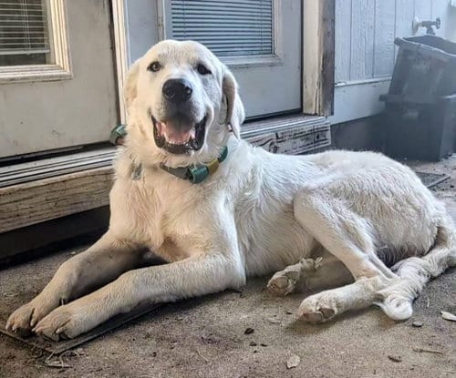 Photo of Geralt, adoptable senior Great Pyrenees in Bend, Oregon