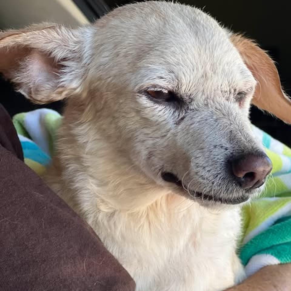 Photo of Lola, adoptable senior Dachshund / Chihuahua in Weatherford, Texas