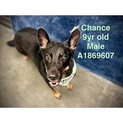Photo of Chance, adoptable senior Mixed Breed (Medium) in Chatsworth, California