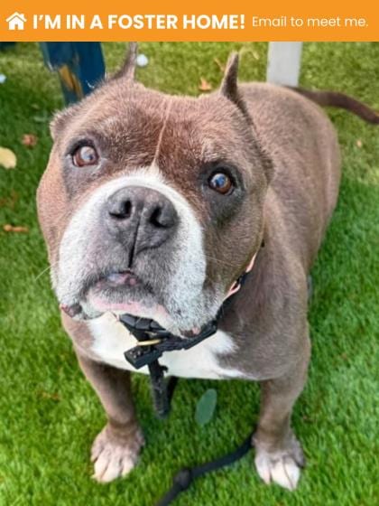 Photo of Josefina, adoptable senior dog in Baltimore, Maryland