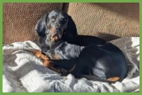 Photo of Koa, adoptable senior Black and Tan Coonhound in Amherst, Massachusetts