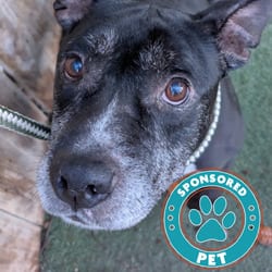 Photo of Winston Furchill, adoptable senior American Bulldog in Lakeland, Florida