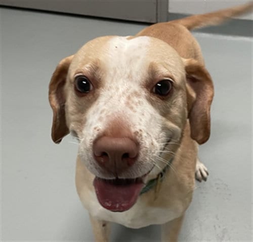 Photo of Peach, adoptable senior Labrador Retriever in St. Cloud, Florida