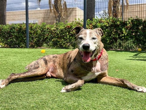 Photo of Baxter, adoptable senior Catahoula Leopard Dog in Orange, California