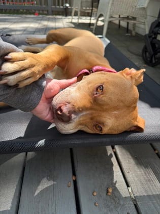 Photo of Caramelo, adoptable senior dog in Chamblee, Georgia