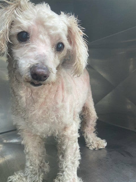 Photo of Marilyn, adoptable senior Poodle (Miniature) in Dallas, Texas
