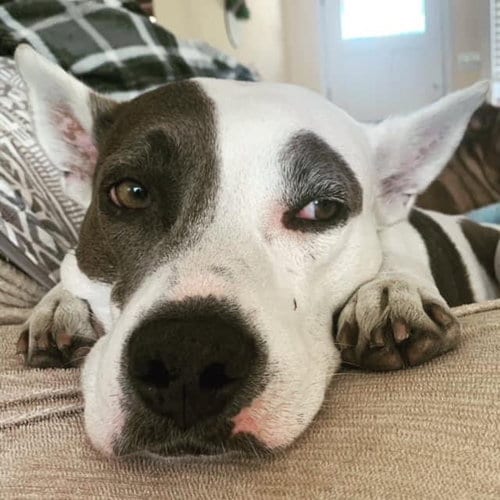 Photo of Ava Ariel, adoptable senior American Bulldog in Roswell, Georgia