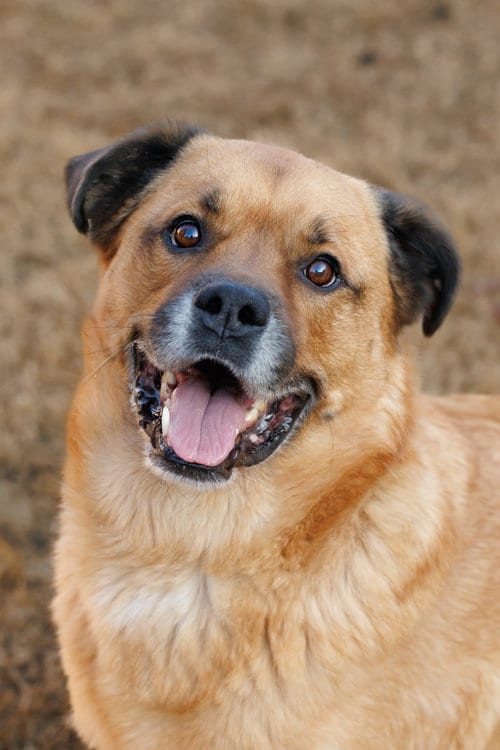Photo of Mason, adoptable senior Golden Retriever in McKinney, Texas