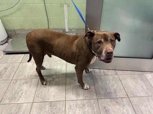 Photo of Milo, adoptable senior American Staffordshire Terrier in Grand Prairie, Texas