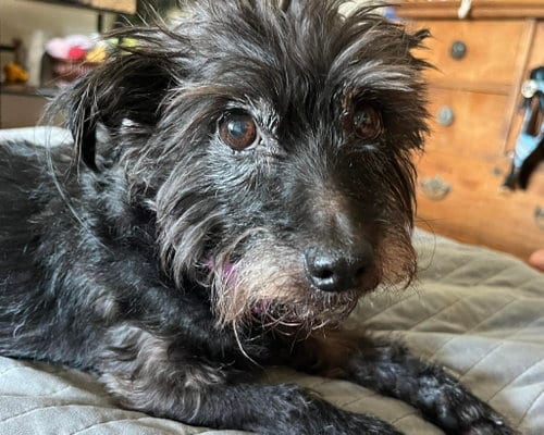 Photo of Lizzie, adoptable senior Maltese in Corona, California
