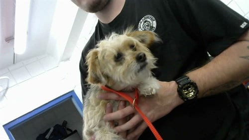 Photo of Mckenzie, adoptable senior Yorkshire Terrier Yorkie in Albuquerque, New Mexico