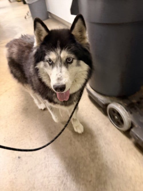 Photo of Melody, adoptable senior Siberian Husky in Van Nuys, California