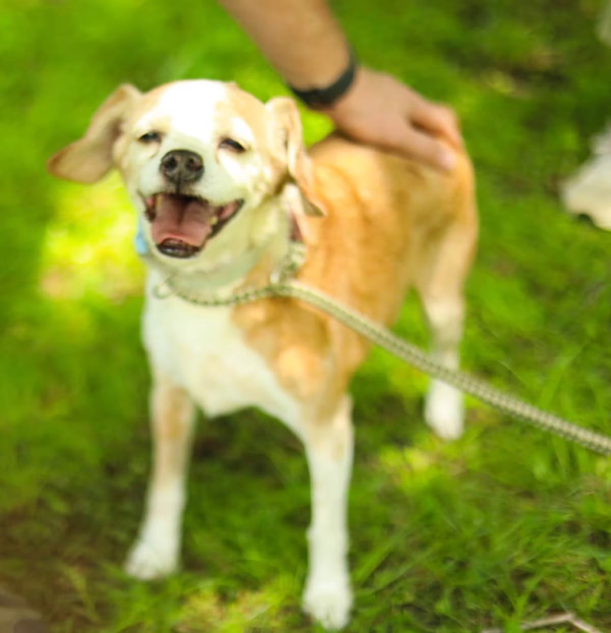 Photo of Benny, adoptable senior Beagle in McKinney, Texas
