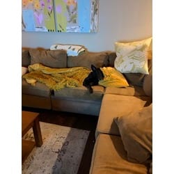 Photo of Frida, adoptable senior German Shepherd Dog in Baton Rouge, Louisiana