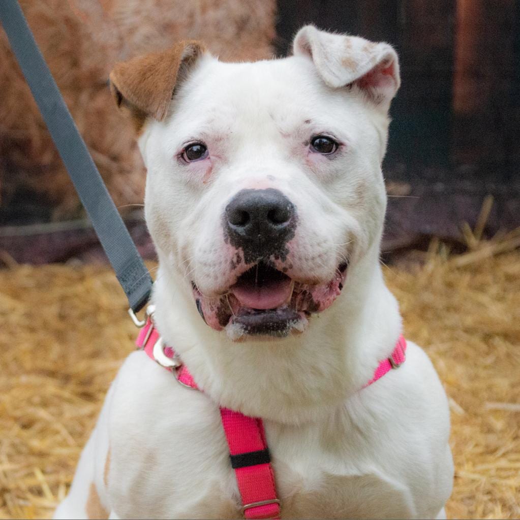 Photo of Hercules, adoptable senior Mixed Breed (Large) in Middletown, New York
