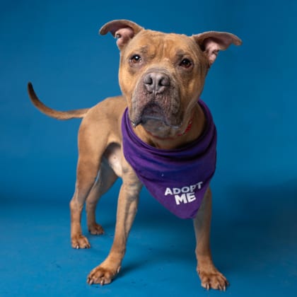 Photo of Valentine, adoptable senior dog in Atlanta, Georgia