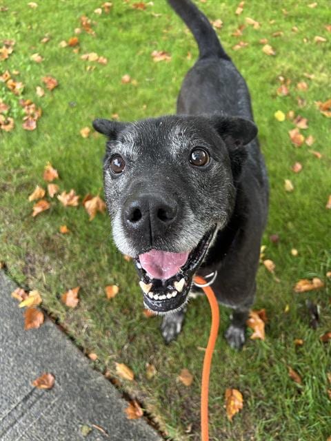 Photo of Rocket, adoptable senior Labrador Retriever in Kent, Washington