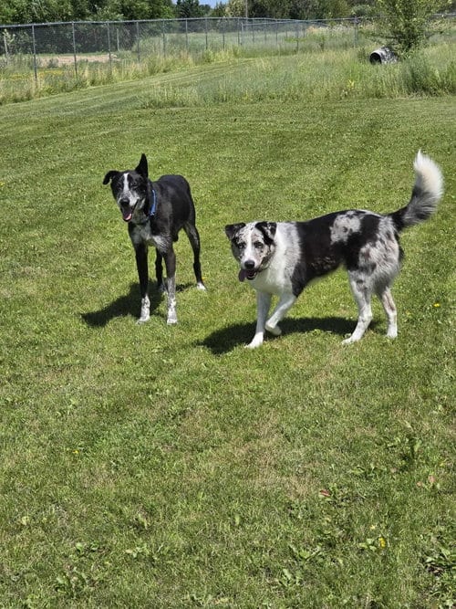 Photo of Stanley, adoptable senior Husky in Detroit Lakes, Minnesota