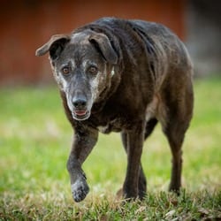 Photo of Blackey VI, adoptable senior Labrador Retriever Shepherd (Unknown Type) in Richfield, Minnesota