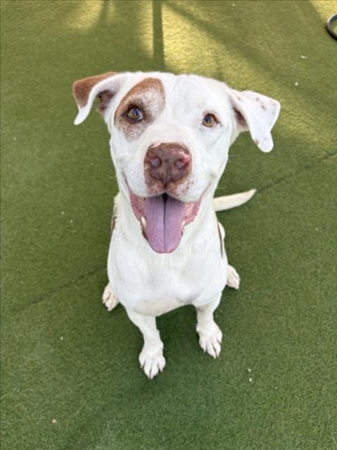 Photo of Franklin, adoptable senior Pit Bull Terrier in Los Angeles, California