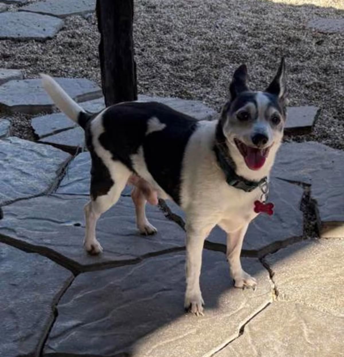 Photo of Puppy Love, adoptable senior Rat Terrier in New Orleans, Louisiana