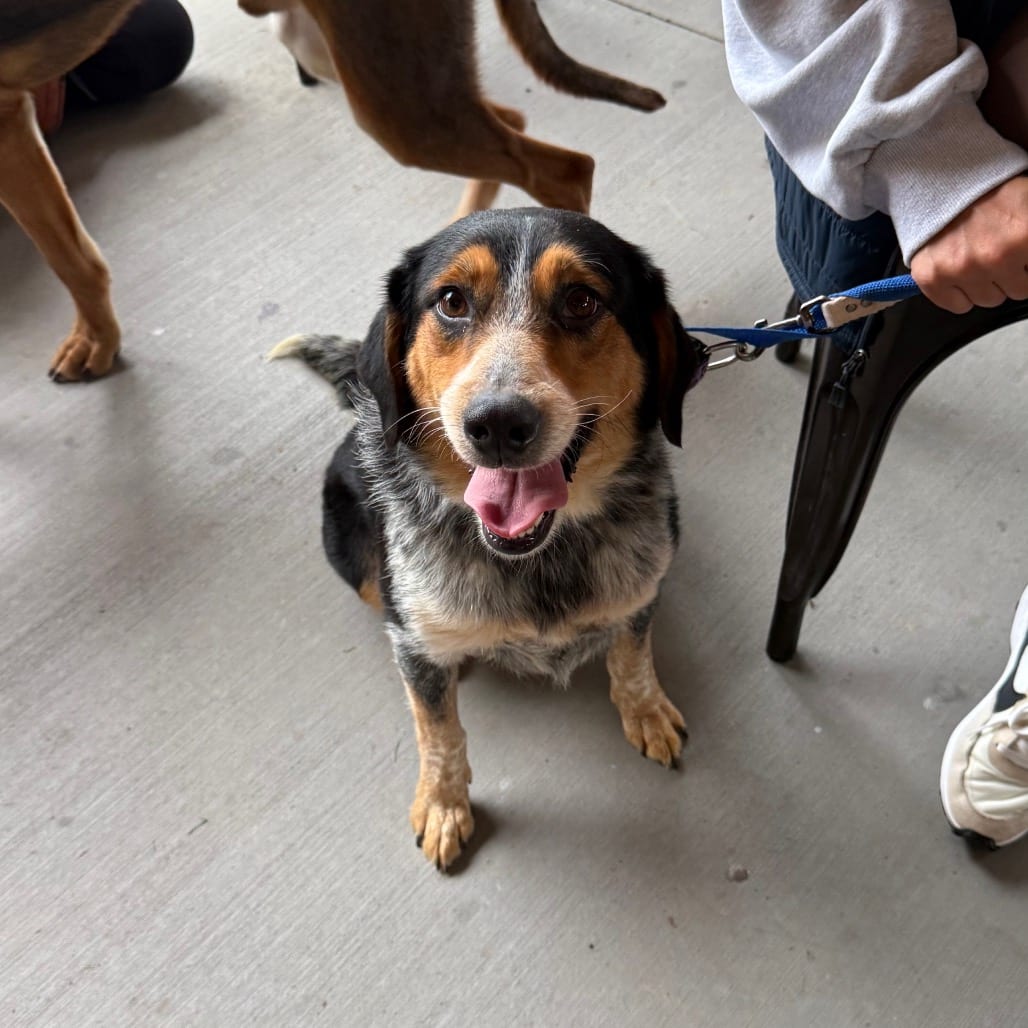 Photo of Atlantic, adoptable senior Beagle / Mixed Breed (Medium) in Maryland, Maryland