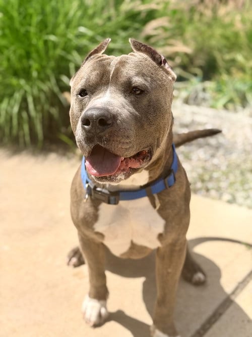 Photo of Hikaru, adoptable senior Pit Bull Terrier in Jackson, New Jersey