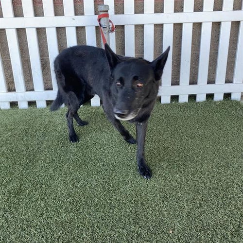Photo of Blacky, adoptable senior German Shepherd Dog in Modesto, California