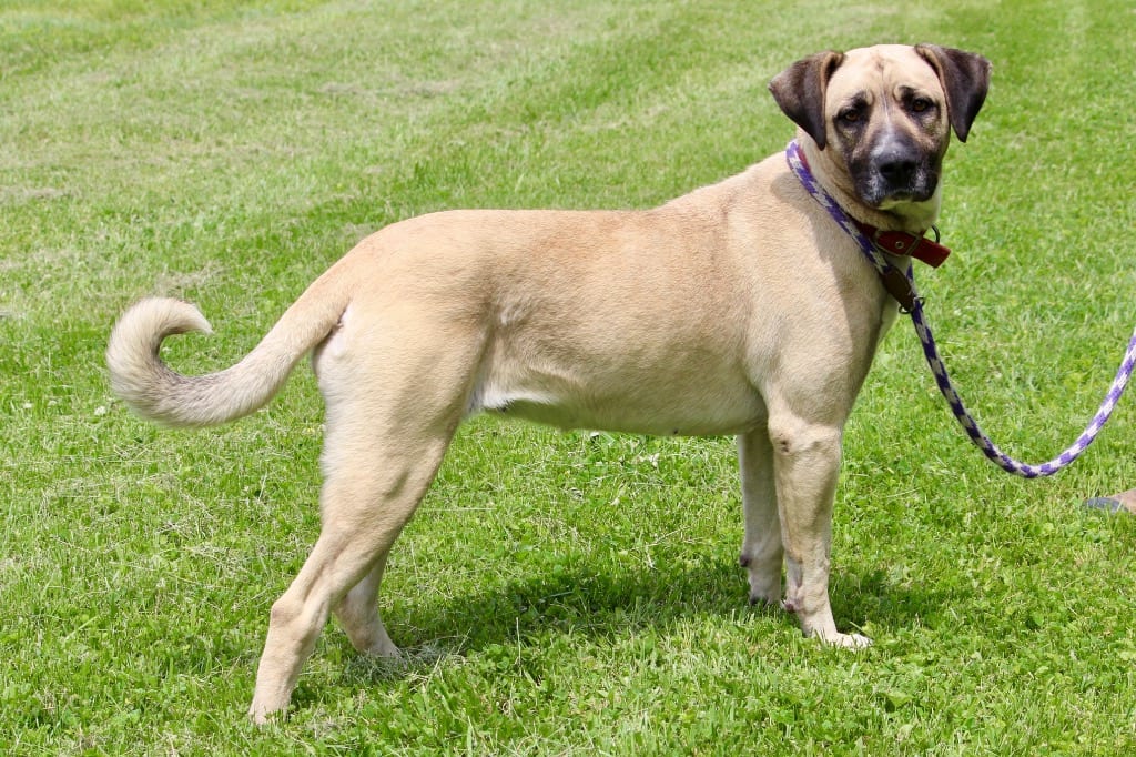 Photo of Rosemary, adoptable senior Mixed Breed in Brazil, Indiana