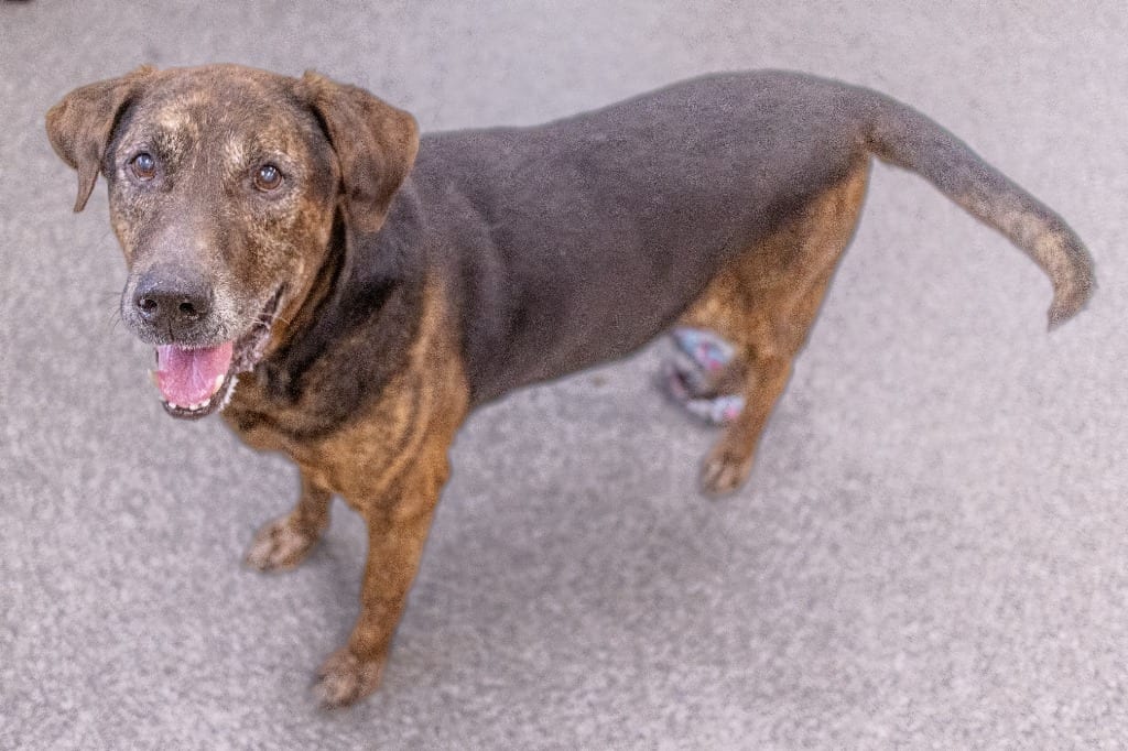 Photo of Bear, adoptable senior Hound in Findlay, Ohio